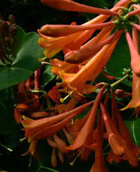 We did not find results for: Lonicera X Brownii Dropmore Scarlet Scarlet Trumpet Honeysuckle The Flower Spot