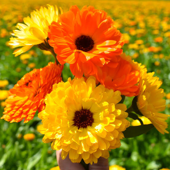 Vibrant bright yellow and orange Calendula blooms, AI generated
