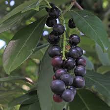 Top quality plants at low prices. Berries Plant Identification