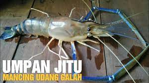 7 Umpan Mancing Udang Galah Paling Ampuh Youtube