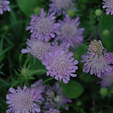 Image result for Scabiosa columbaria