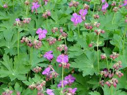 1001 Ideen Und Bilder Zum Thema Bodendecker Schatten Pflanzen Geranien Bodendecker