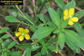 Image result for Ludwigia leptocarpa