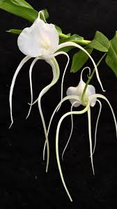 Image result for Angraecum