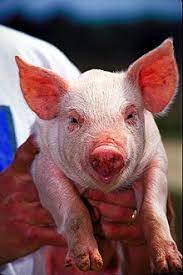 Check out their videos, sign up to chat, and join their community. Babi Wiktionary