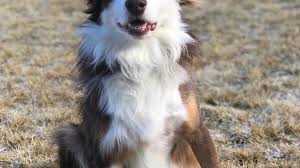Petco pet stores in bend, or offer a wide selection of top quality products to meet the needs of a variety of pets. Dog Up For Adoption After Miraculously Surviving Being Shot In The Head And Shoulders Katu