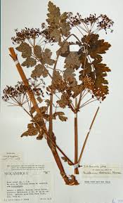 Image result for Afroligusticum claessensii