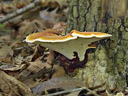 Image result for Ganoderma curtisii