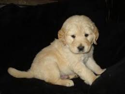 We are delighted to announce that leia is confirmed with pup. 6 Best Golden Retriever Breeders In North Carolina 2021 We Love Doodles