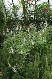 Image result for Ceratotheca