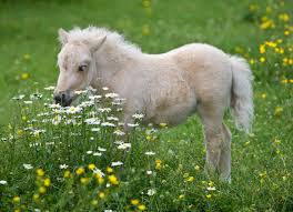 Maybe you would like to learn more about one of these? 10 Strange And Beautiful Horse Breeds