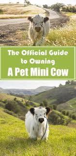 Keeping mini macaws as pets. 30 Moochi The Mini Cow Ideas Mini Cows Cow Mini