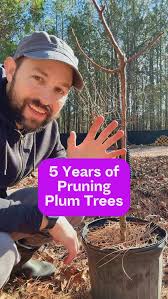 Image result for pruning plum trees