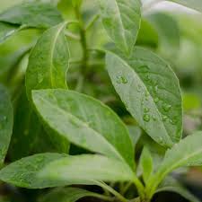 Ini cara mudah untuk menanam pokok ini melalui keratan. Pembekal Pokok Sambung Nyawa Selangor Home Facebook