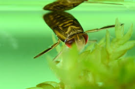 Image result for Corixidae