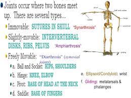 Synarthrosis Amphiarthrosis Diarthrosis Synovial Joints E Human Joints Musculoskeletal System Joint