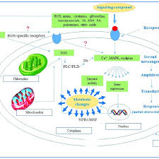 Check spelling or type a new query. Schematization Of Signal Transmission And Transduction In Plant Cells Download Scientific Diagram