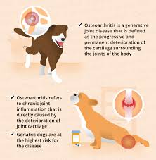 This means if your dog or cat has had a ligament injury, such as a torn acl, a surgery affecting a joint, or an injury to a joint, you should consider him at stage 1. Osteoarthritis In Dogs Causes Symptoms Management Canna Pet