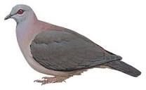 Illustrations - Dusky Pigeon - Patagioenas goodsoni - Birds of the ...