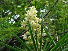 All you need is to order fruit arrangement from our online portal and gift it to your closed ones. 12 Flora And Fauna Of Dominica Ideas Dominica Caribbean Fauna