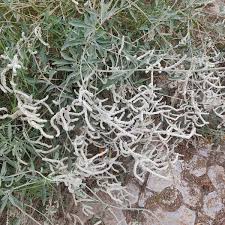 Image result for Aerva