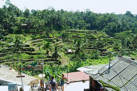 Gejolak Di Balik Indahnya Panorama Terasering Sawah Ceking Tegalalang Mongabay Co Id