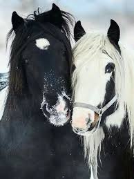 Beautiful Black And White Mustang Horse Pin By Gitanayosoy On Hourse Horses Pretty Horses Beautiful Horses
