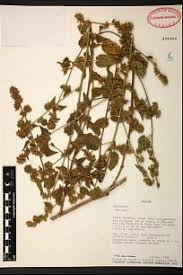 Image result for Sida urens