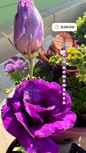 Image result for eustoma lisianthus in vase