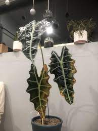 The Leaves On My Precious Alocasia Plant Are Turning Yellow And Brown Please Help Me I Love This Little Guy S Alocasia Plant Plant Leaves Turning Yellow Plants