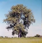 Image result for Sterculia africana