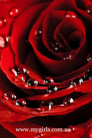 Download this free fantasy,love,red rose,beach 1024×768 wallpaper in high resolution and use it to brighten your pc desktop, ipad, iphone, android to get the desktop background (wallpaper) click on the required resolution. Pin On Photography