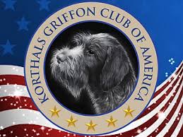 Image result for griffon korthalsův