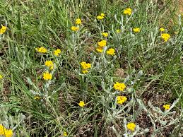 Image result for Helichrysum aureo-nitens