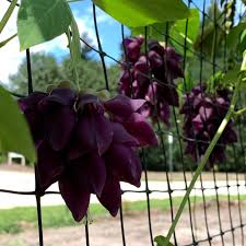 Image result for Cyclocarpa