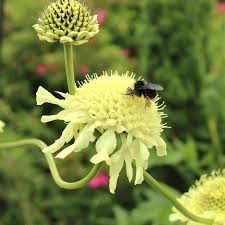 Image result for Cephalaria pungens
