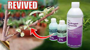Huge sale on hydrpgen peroxide now on. 10 Incredible Uses Of Hydrogen Peroxide In Your Garden Gkvks Gardening Tips And Store