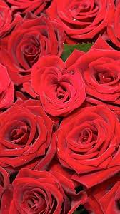 Beautiful Red Roses Flowers Iphone Wallpaper Hd Free Download Collection Roses Flower Iphone X Xs R Red Roses Wallpaper Rose Wallpaper Rose Flower Wallpaper