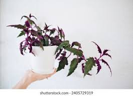 Image result for Gynura scandens
