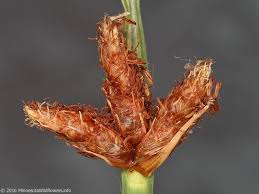 Image result for Schoenoplectus sp.no.3