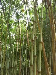 Image result for Bambusa vulgaris
