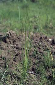 Image result for Isoetes schweinfurthii