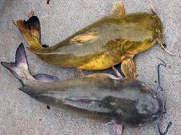 Best Fish For Aquaponics Catfish Fishing How To Catch Catfish Catfish