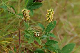 Image result for Eriosema