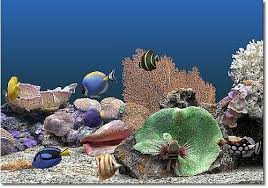 Ecrans De Veille De Aquariums Poissons Aquarium animated wallpaper by awallpapermill.com est une application de fond d'écran virtuel qui vous permet d'avoir un fond d'écran animé d'un aquarium sur le bureau de votre ordinateur. single olitscarligh tk