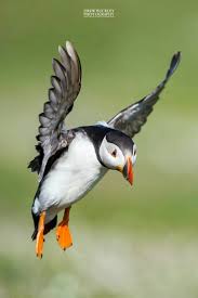 Puffin The Atlantic Puffin Is Typically Silent At Sea Except For The Soft Purring Sounds It Sometimes Makes In Flight Hayvan Kus Fotograf