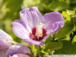 Maybe you would like to learn more about one of these? Hibiscus En Arbre De Chine Hibiscus De Jardin Hibiscus Sinosyriacus Planter Cultiver Multiplier