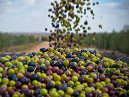 La Tunisie S Attend A Une Production Exceptionnelle D Huile D Olive Au Terme De La