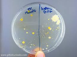 Growing Bacteria In A Petri Dish Stem Activity For Kids