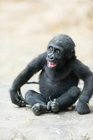 Image result for gorilla teeth